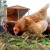 CDC Disinfection Guidance for Bird Flu
