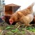 CDC Disinfection Guidance for Bird Flu